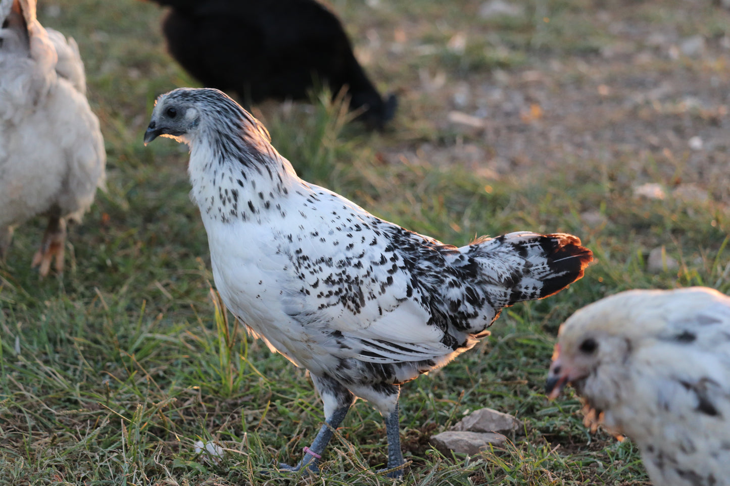 Barton Farms Midnight Fibro Flock