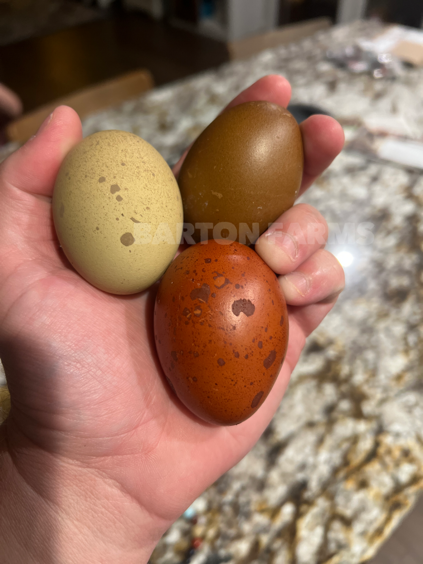 First Generation (F1) Olive Eggers