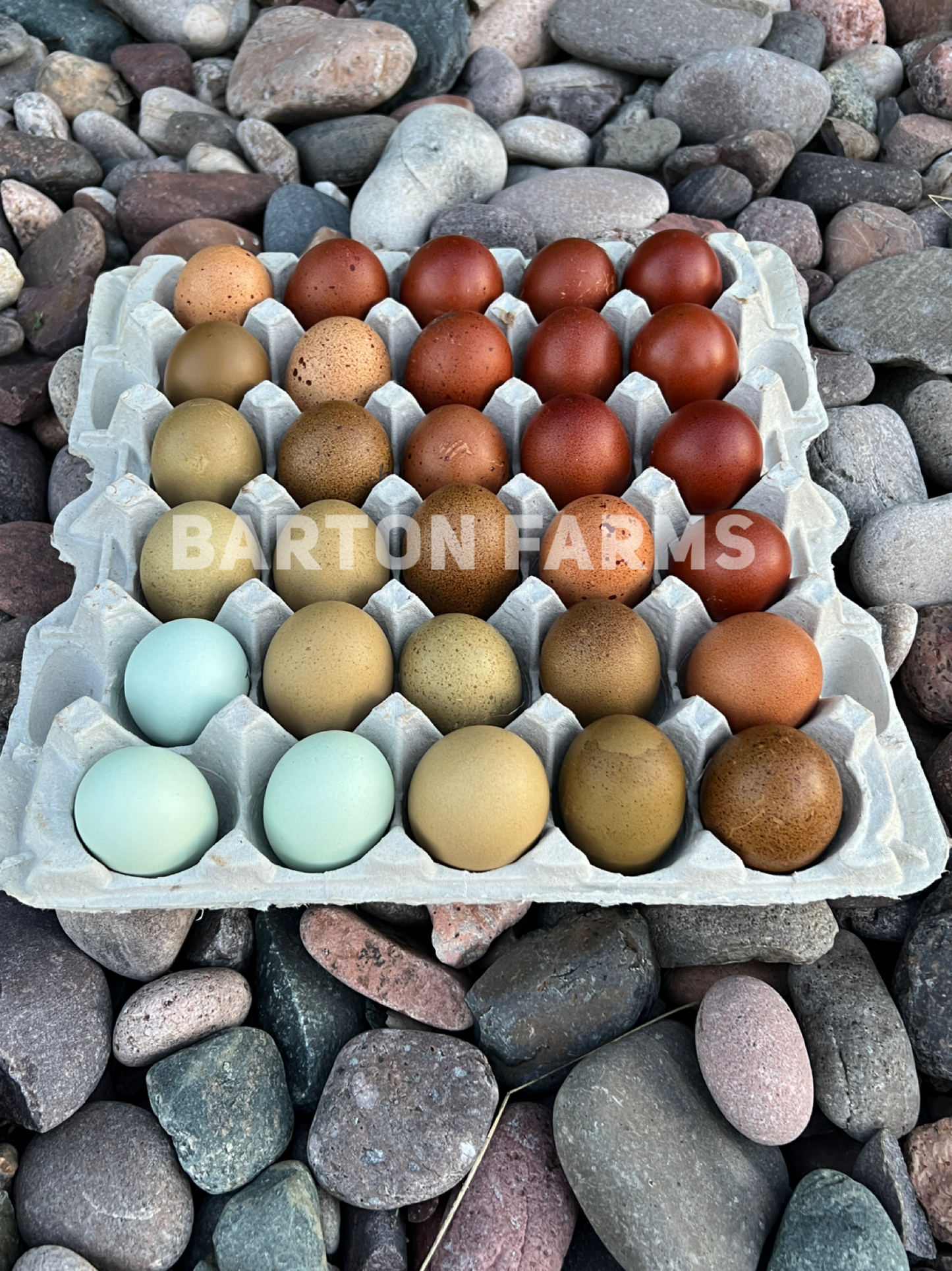 Barnyard Baby Daddy Eggs