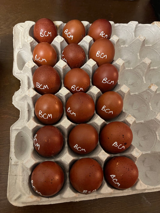 Black Copper Marans Hatching Eggs