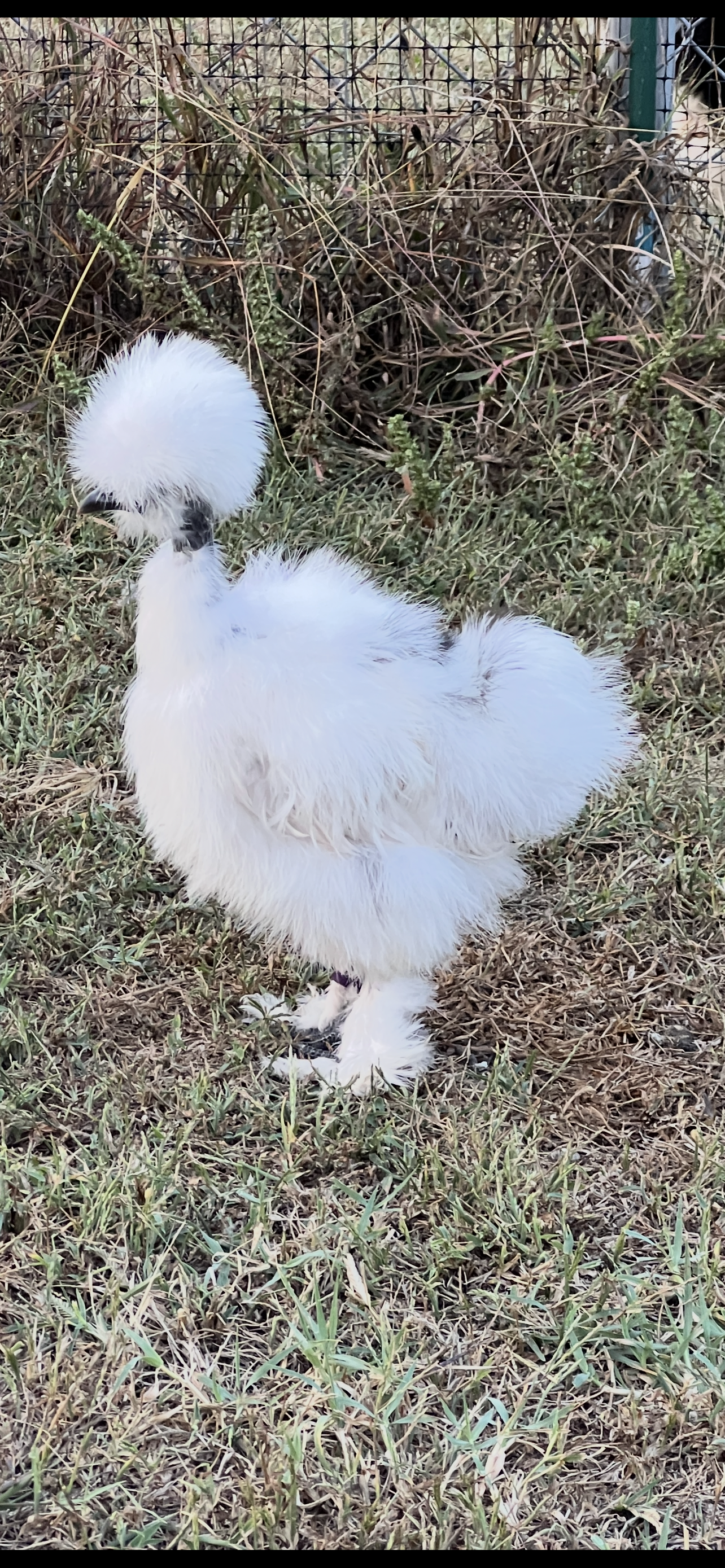 Barton Farms Midnight Fibro Flock