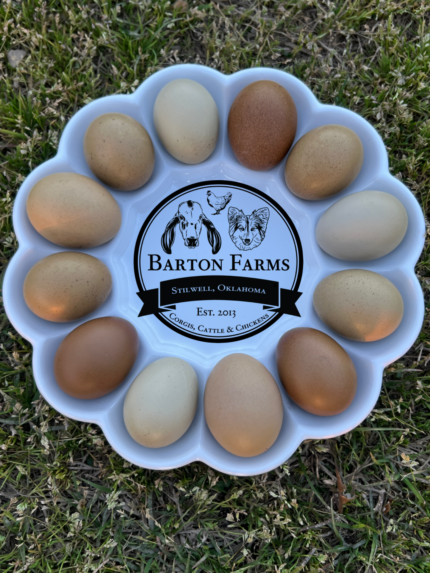 First Generation (F1) Olive Eggers