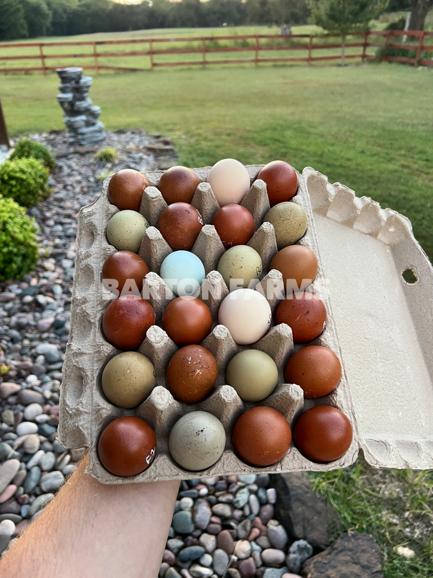 Black Copper Marans Hatching Eggs