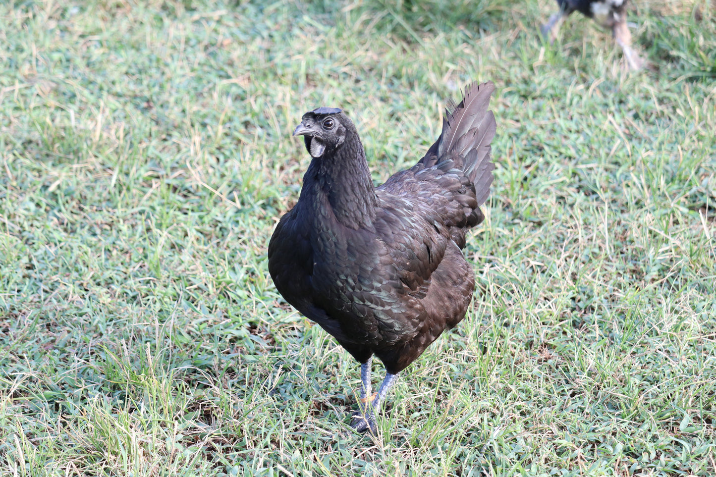 Barton Farms Midnight Fibro Flock