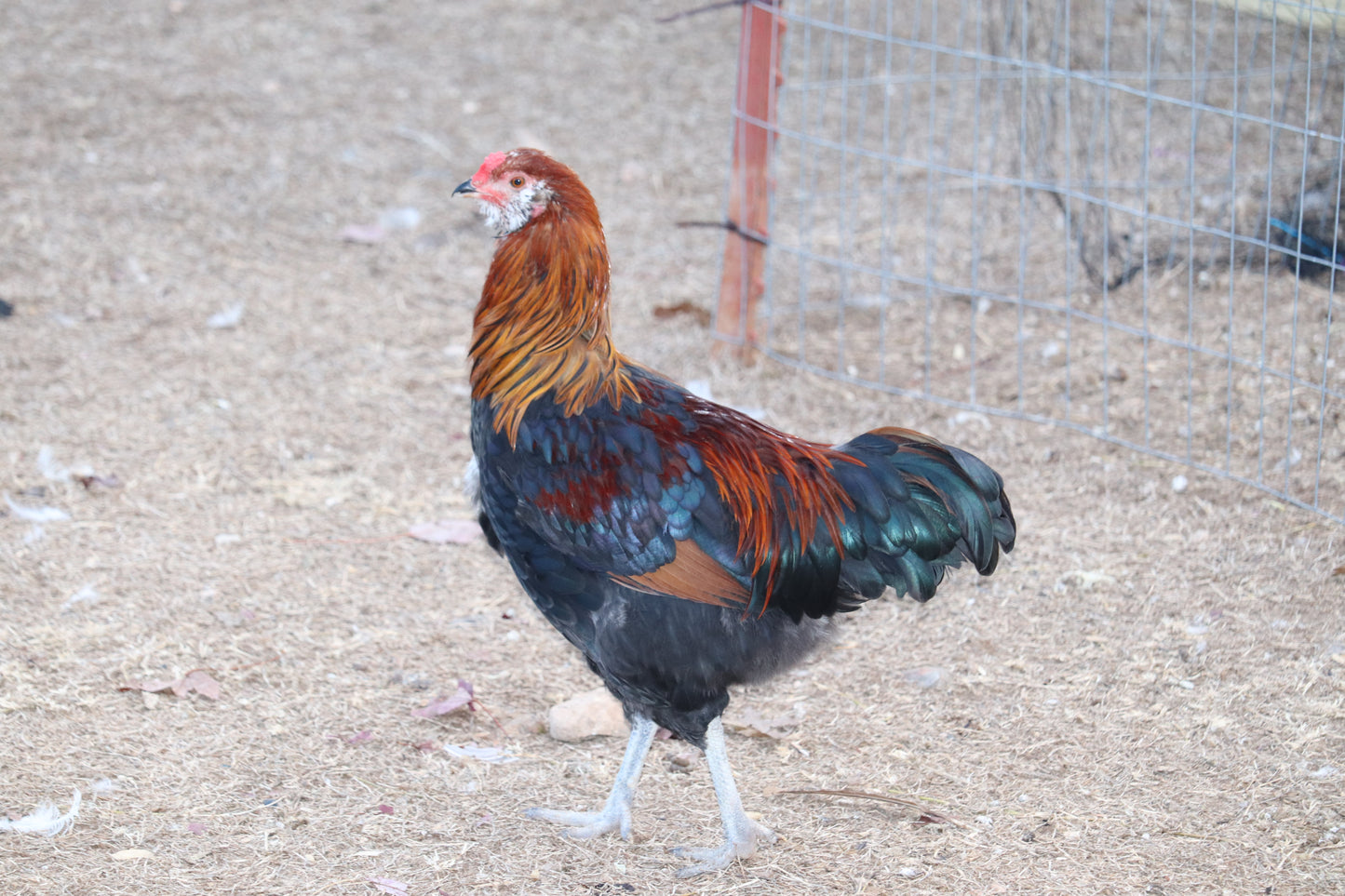 Rainbow Hatching Eggs