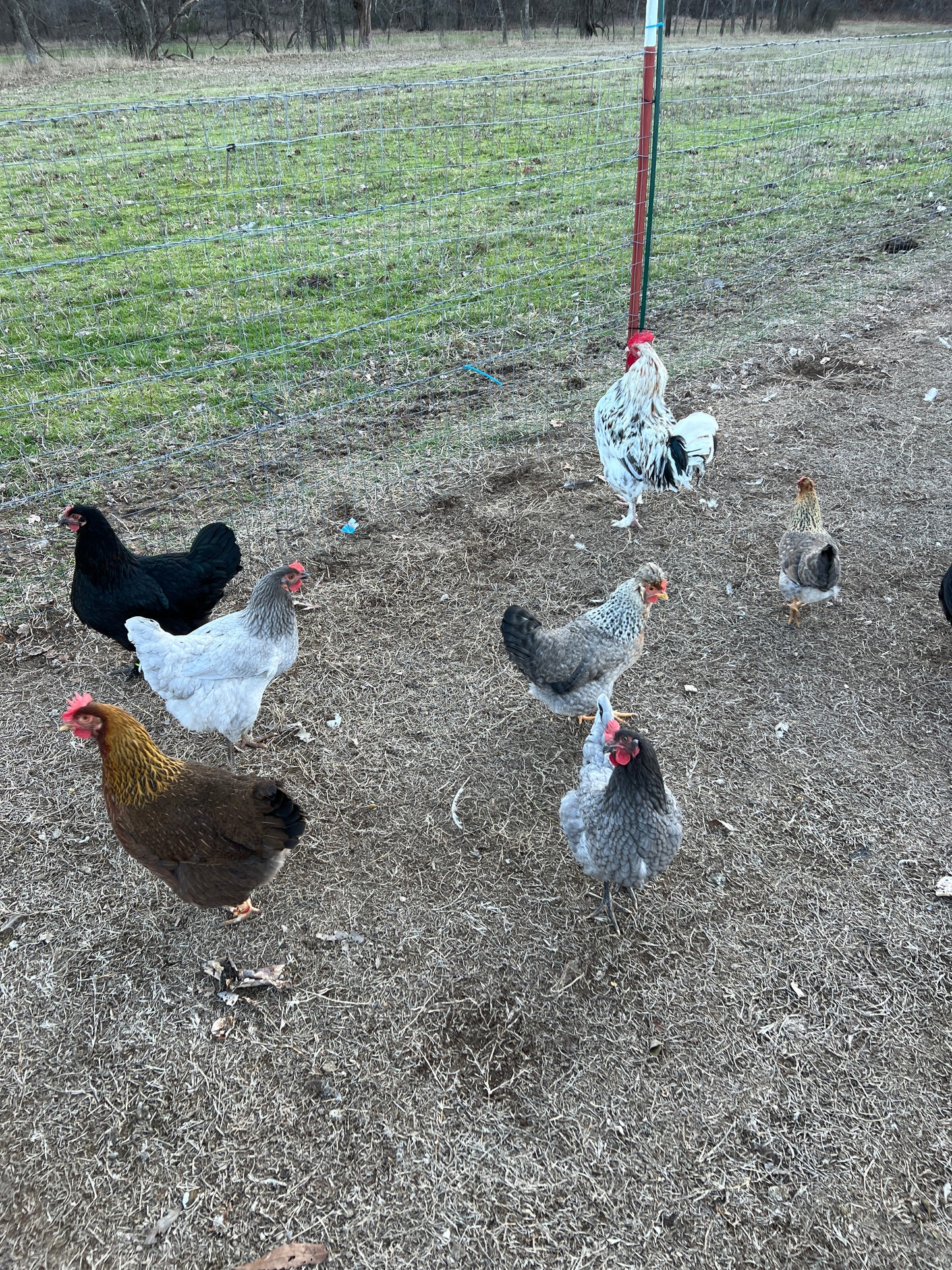 Barton Farms Free Range Flock