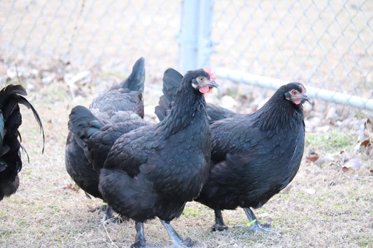 Black Copper Marans Hatching Eggs