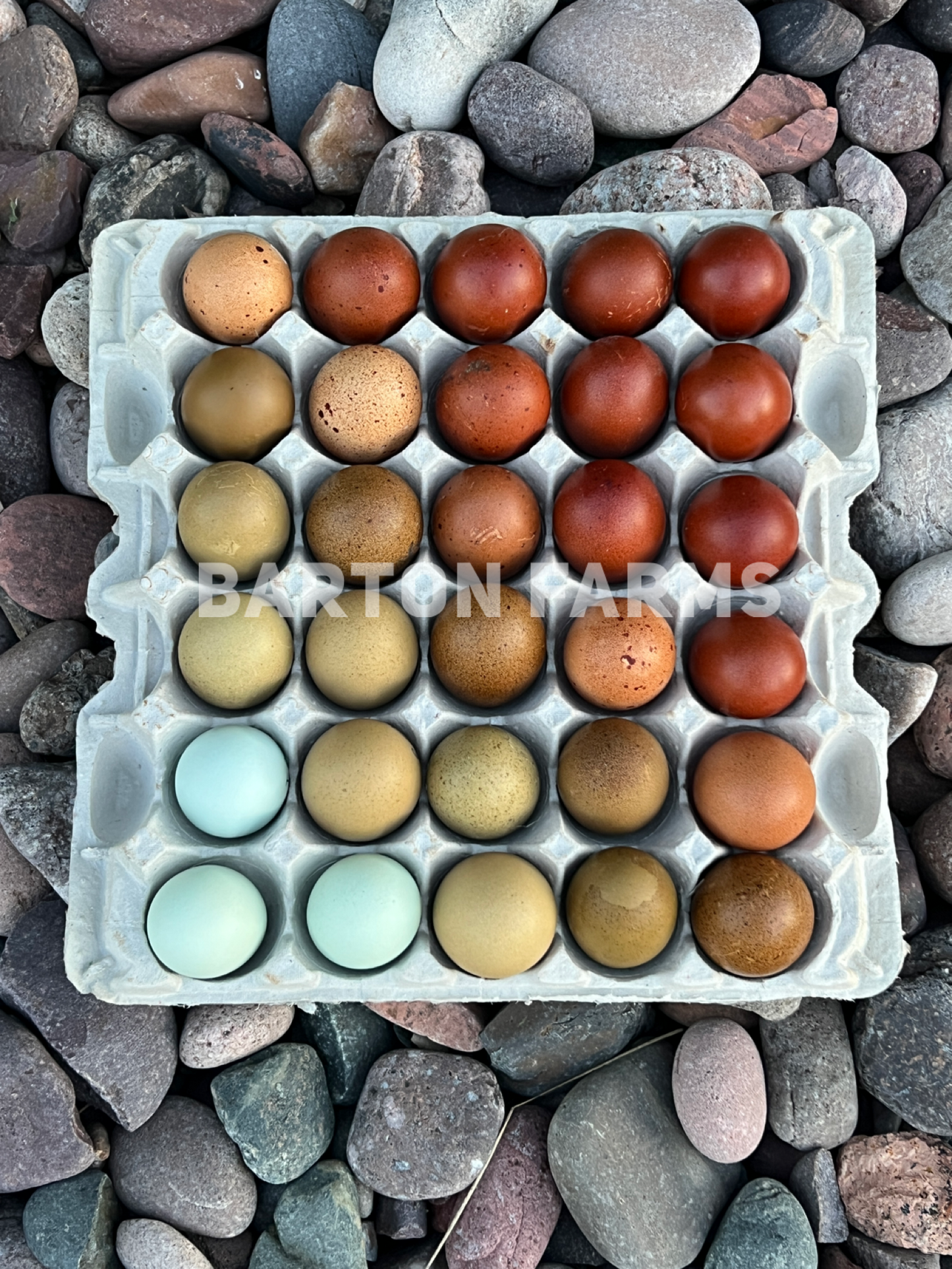 First Generation (F1) Olive Eggers