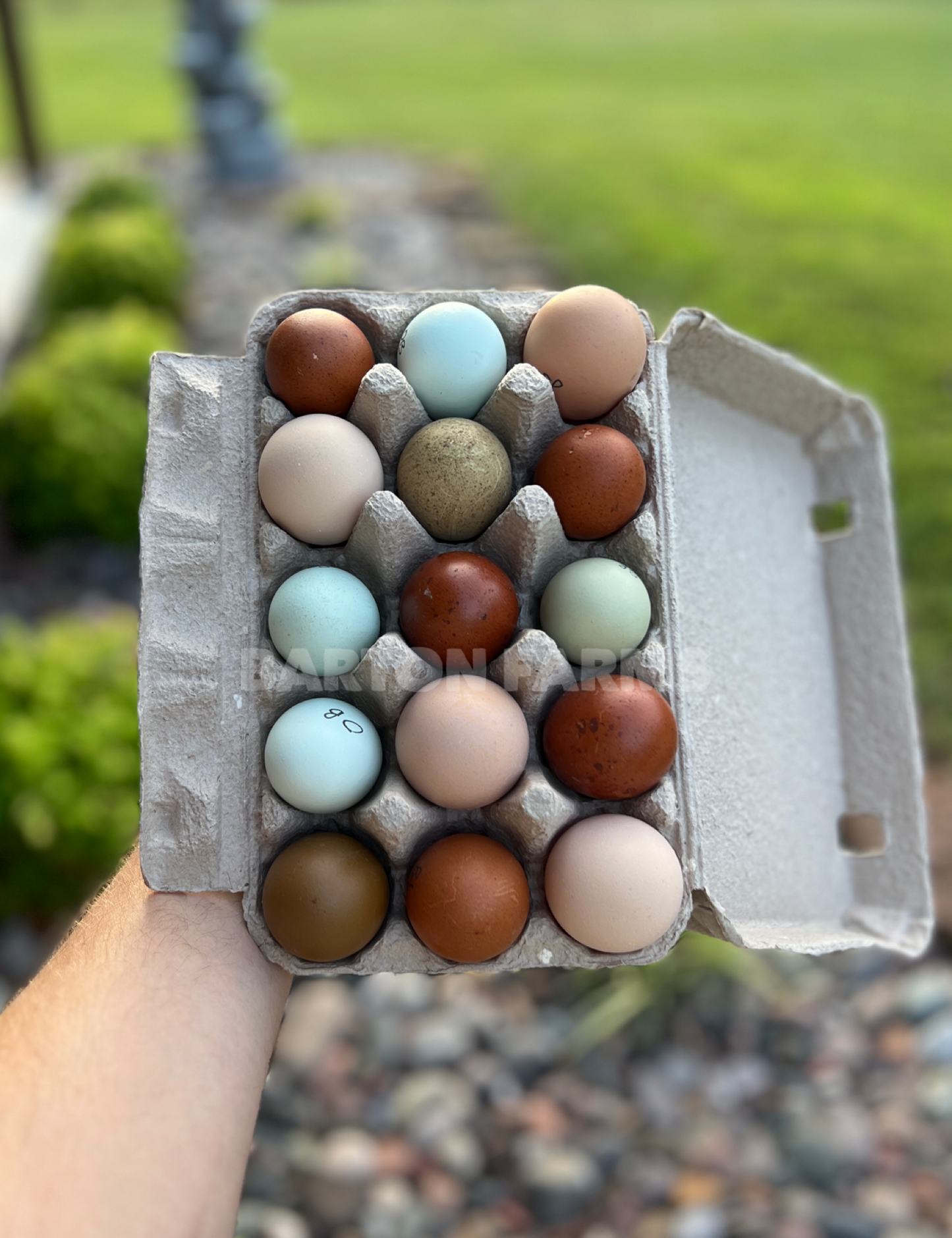 Barnyard Baby Daddy Eggs