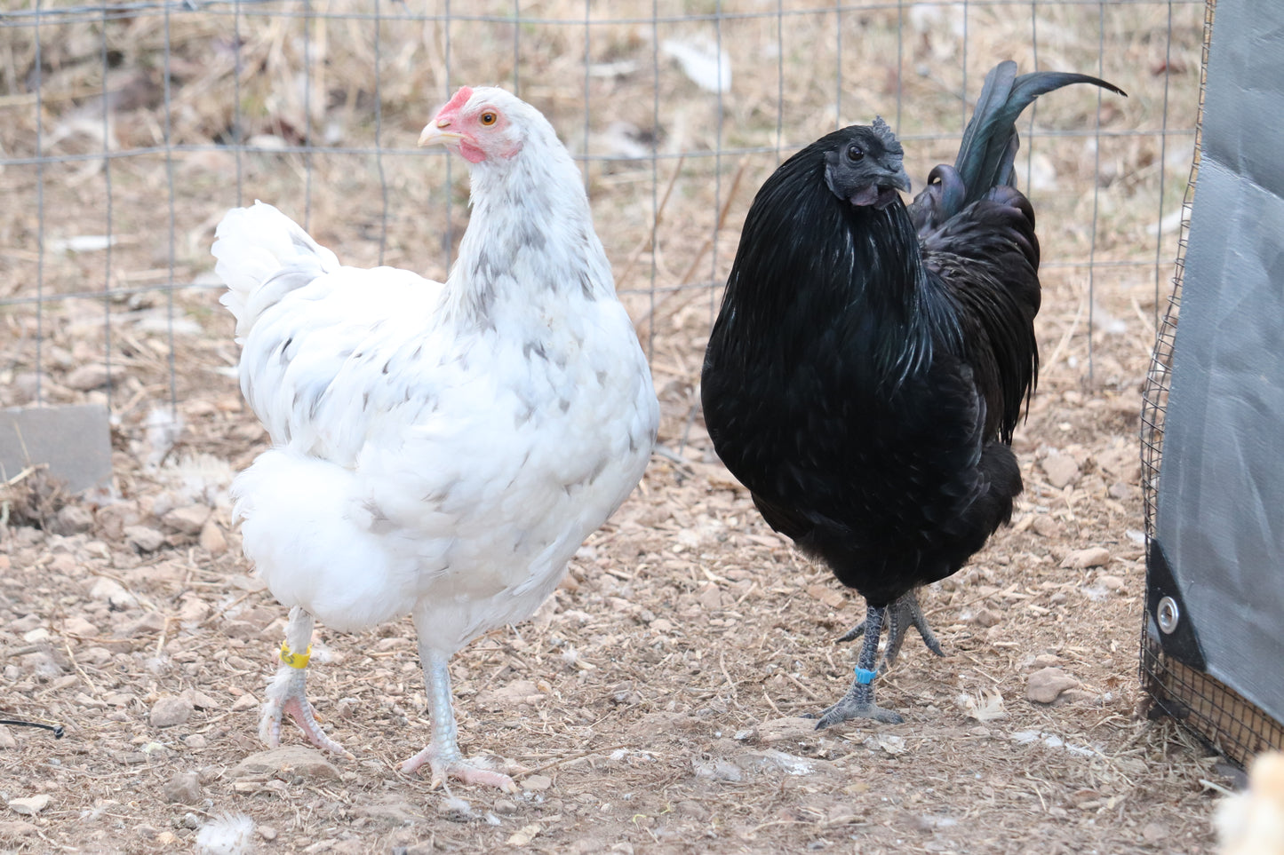 Rainbow Hatching Eggs