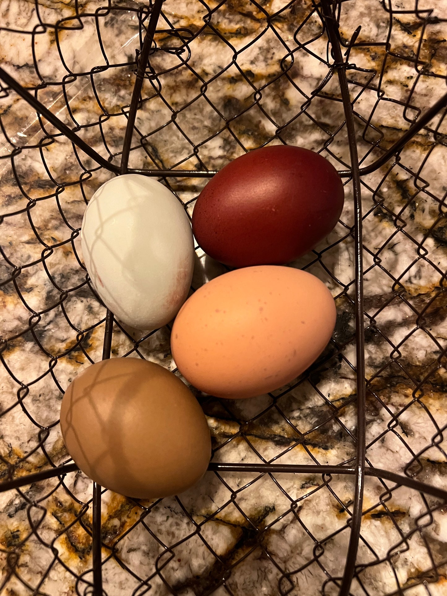 Black Copper Marans Hatching Eggs