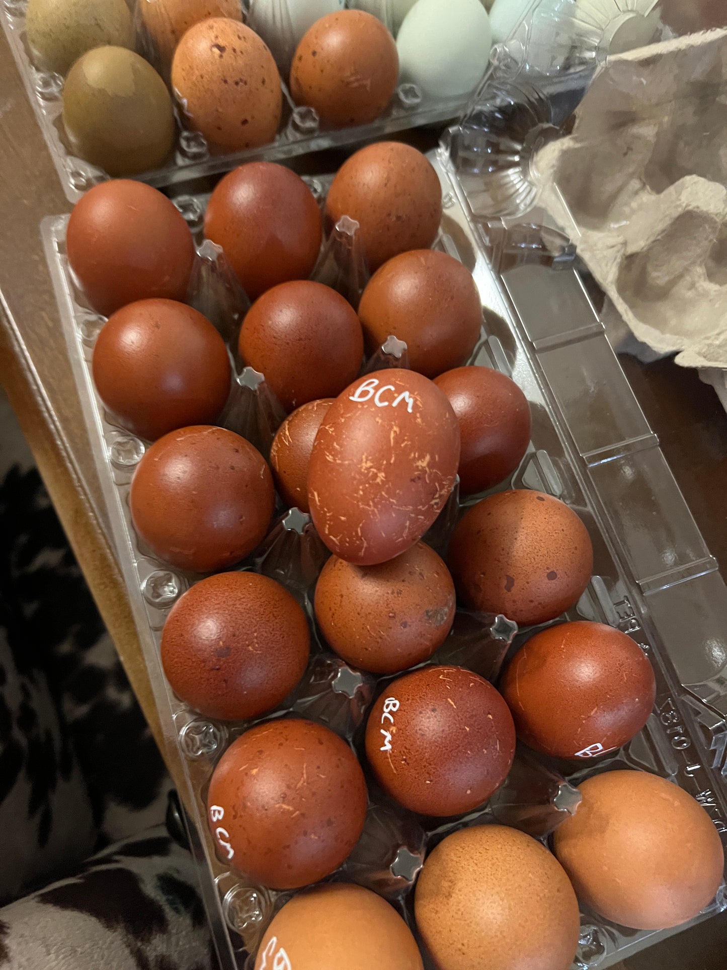Black Copper Marans Hatching Eggs