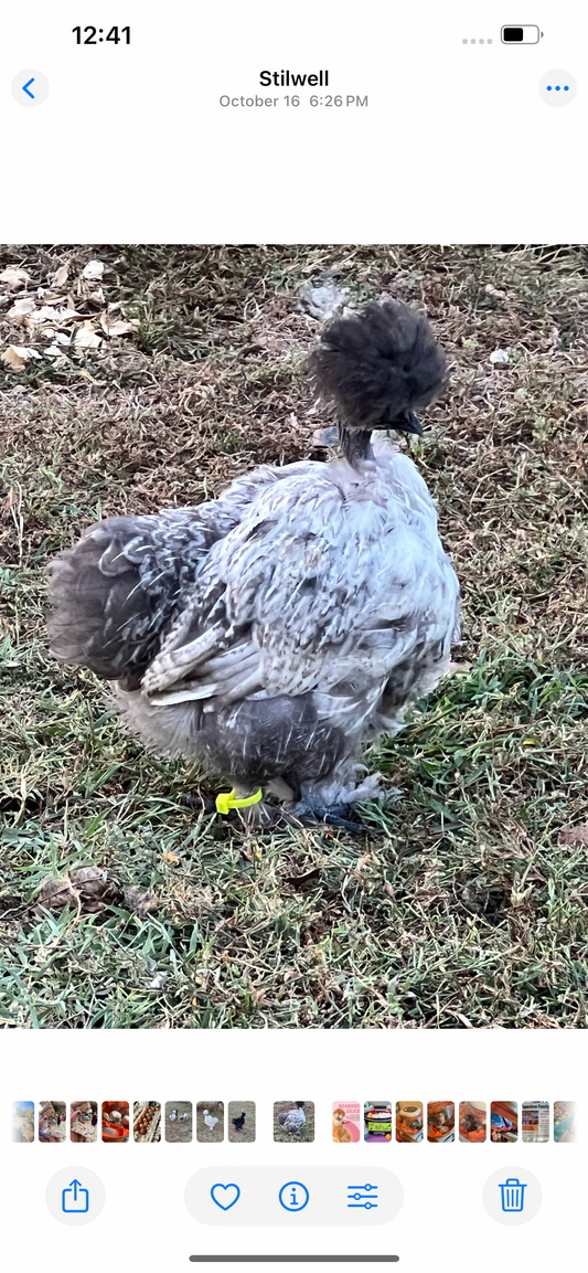 Barton Farms Midnight Fibro Flock
