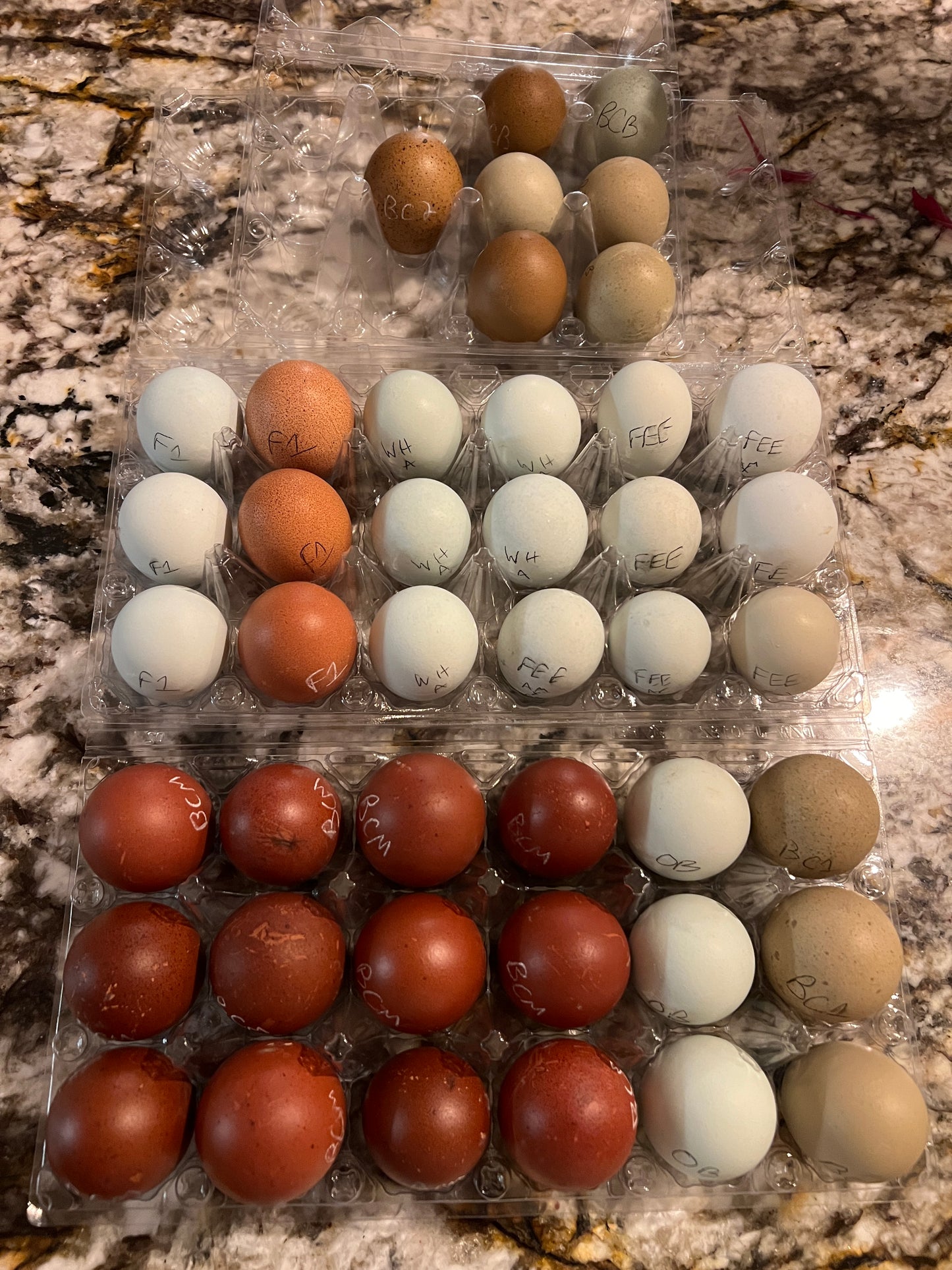 Black Copper Marans Hatching Eggs