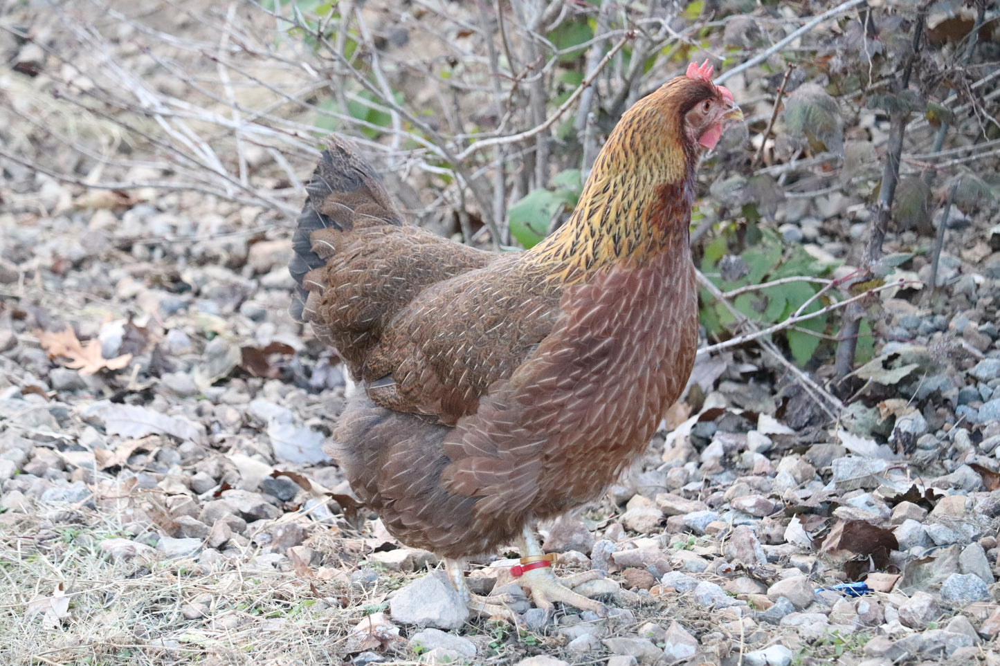 Rainbow Hatching Eggs